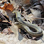 Eastern Garter Snake