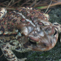 American Toad