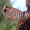 88 Butterfly