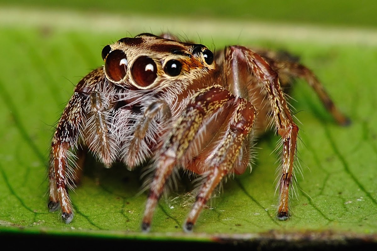 Jumping Spider