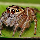Jumping Spider