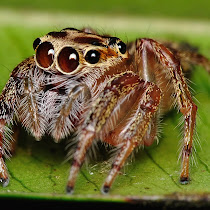 International Spider Survey