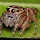 International Spider Survey