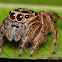 Jumping Spider