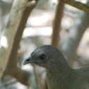 Plain Chachalaca