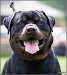 Hermosos Rottweilers