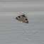 Garden Carpet moth