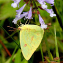 Cloudless sulphur
