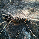 Wiregrass immediately after a burn