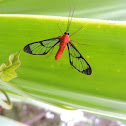 Polilla
