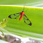 Polilla