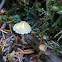 Psathyrella