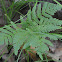 Bracken Fern