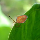 shield bug nymph