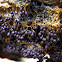 Badhamia utricularis