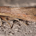 Armyworm Moth