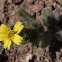 Madia chilensis