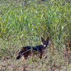 Black-backed Jackal