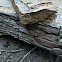 Petrified Wood
