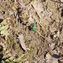 Six-spotted tiger beetle