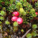 Dwarf shrub