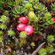 Dwarf shrub