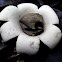 Rounded earthstar