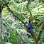Black Guan