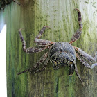 Swift-footed Rock Crab