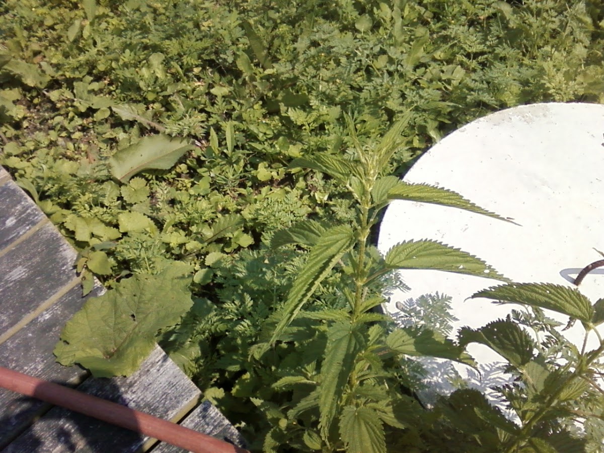 Stinging nettle