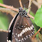 Common Australian Crow Butterflies / Oleander Crow