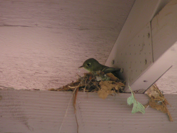 Spotting Image 1