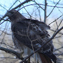 Red Tailed Hawk