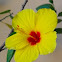 Hibiscus