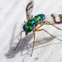 Green long-legged fly 