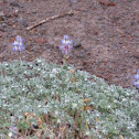 Alpine Lupine