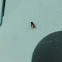 House Fly