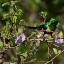 Breading Beautiful Sunbird