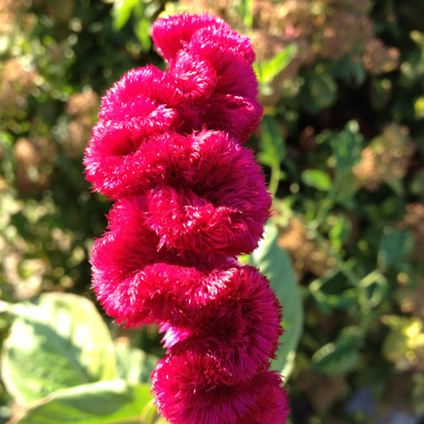 Celosia (Flor De Terciopelo, or Velvet Flower) | Project Noah