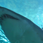chkim0131