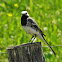 White Wagtail