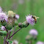 Honey Bee