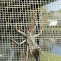 Assassin Bug