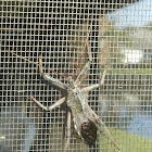 Assassin Bug