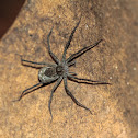 Wolf Spider