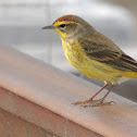 "Yellow" Palm Warbler