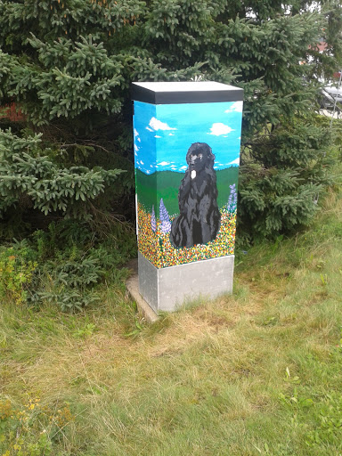 Powerbox - Newfoundland Dog