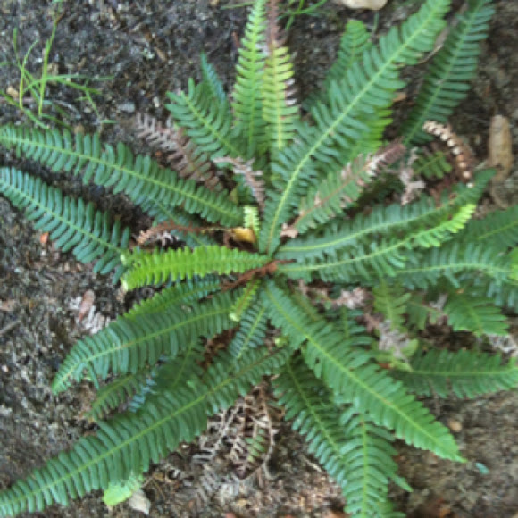 Spotting Image 1