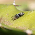 Jumping Spider