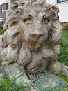 Löwe In Der Questenhorst